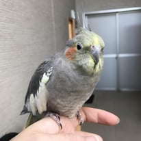 キュン＠オカメインコ（認定NPO法人tsubasa）