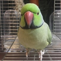  ちぃ＠ワカケホンセイインコ