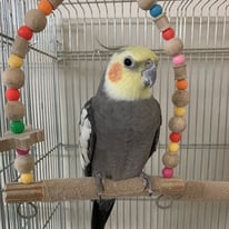 テンテン＠オカメインコ