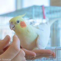 妙（たえ）＠オカメインコ（認定NPO法人TSUBASA）