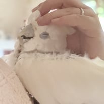 そらちゃん（ソロちゃん）＠ソロモンオウム