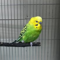 さっちゃん＠セキセイインコ（認定NPO法人tsubasa）