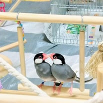 あおちゃん＆きみぢちゃん＠ブンチョウ（認定NPO法人TSUBASA）