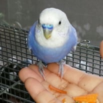 4月／みずほ＠セキセイインコ