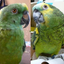 たろう＠キエリボウシインコ・あおの＠アオボウシインコ