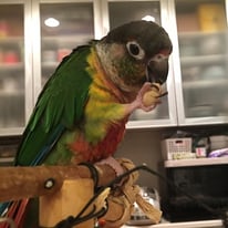 カブ＠ワキコガネウロコインコ