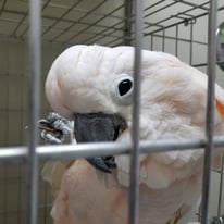 もなか＠オオバタン