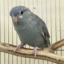 6月/ぺぺ＠サザナミインコ