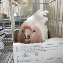 ティンクル＠クルマサカオウム