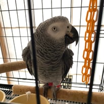 ムーミンちゃん＠ヨウム