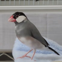 霞桜ちゃん＠ブンチョウ（認定NPO法人TSUBASA）