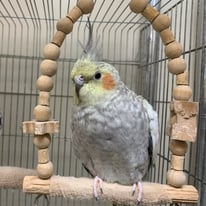 カンカン＠オカメインコ