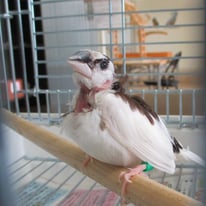 tsubasa2016年に里親が決まった十姉妹