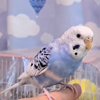 ぴよりん（ごんべい）＠セキセイインコ