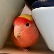 2月/ハッピー＠コザクラインコ