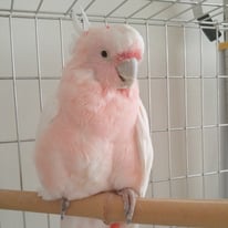 マル＠クルマサカオウム（認定NPO法人tsubasa）