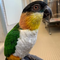 すぐたろう＠ｽﾞｸﾞﾛｼﾛﾊﾗｲﾝｺ