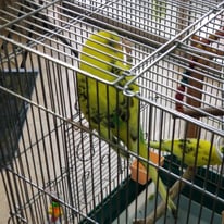 ナツメグ＠セキセイインコ