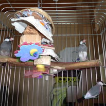 翔ちゃん・舞ちゃん＠ブンチョウ