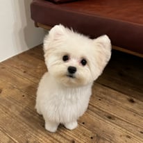 DOGSALONSEALY　ドッグサロンシーリー　表参道　南青山　外苑前　トリミングサロン　射手今日子　プードル 　トリマー　東京