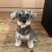 sealy　シーリー　表参道　南青山　外苑前　神宮前　トリミングサロン　ドッグサロン　トイプードル 　射手今日子