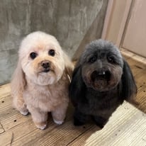 sealy　シーリー　表参道　南青山　外苑前　神宮前　トリミングサロン　ドッグサロン　トイプードル　射手今日子 