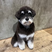 sealy　シーリー　表参道　南青山　外苑前　神宮前　トリミングサロン　ドッグサロン　トイプードル　射手今日子 