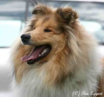 collies-of-little-queensland