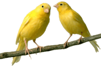 VOGELZUBEHÖR RUNDGANG ZOO KELLNER