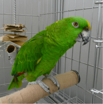 あおの＆たろう＆ぽこ＆イチロウ＠ボウシインコ