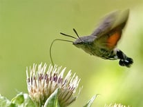 [Foto: ein Taubenschwänzchen steht kolibriartig über der Blüte einer Kohl-Kratzdistel in Ditzingen, 19.8.2006]