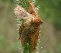 [Foto: ca. 5 cm großer Ampfer-Wurzelbohrer (Triodia sylvina) in Schwieberdingen, 21.8.2004]
