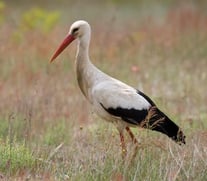 © NABU / Frank Derer