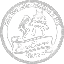 Maine Coon kittens for sale | Maine Coon Cats for sale | EuroCoons Maine Coon Breeders in USA