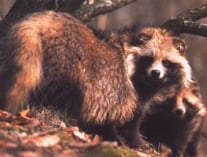 Der Marderhund bevorzugt Waldgebiete, die ihm gute Deckung bieten.