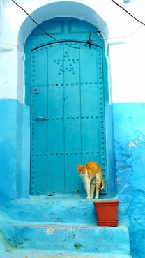 モロッコ旅行/シャウエンのネコ