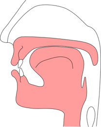 適正な食事時の舌の位置