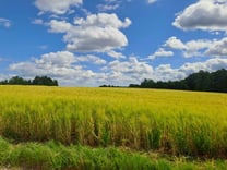 Yellow field of grain against a blue sky in Kurzeme, Latvia