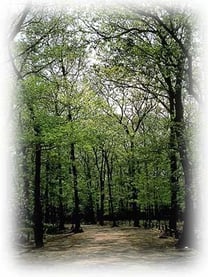 金ニス, 砥の粉, 胡粉, イボタ蠟写真