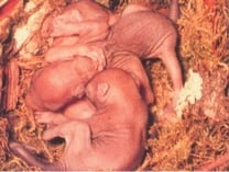 Eichhörnchenjunge im Nest