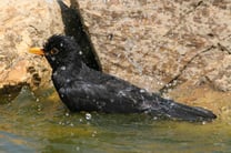 Foto: Amsel beim Baden