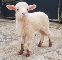 Schoppenschaf Ingeborg mit Dräckstifeli