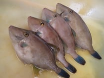 ウマヅラハギ　男鹿の魚　産地直送地魚