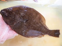 マコガレイ　高級寿司　仕込