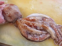 ヤナギダコ　秋田の地魚　高級寿司