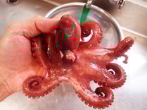 ヤナギダコ　男鹿の魚　産地直送地魚