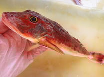 ホウボウ　高級寿司　仕込