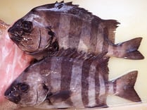 石鯛　寿司ネタ　高級寿司