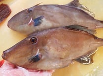 ウマヅラハギ　秋田の地魚　高級寿司