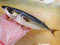 ごまさば　高級寿司　仕込